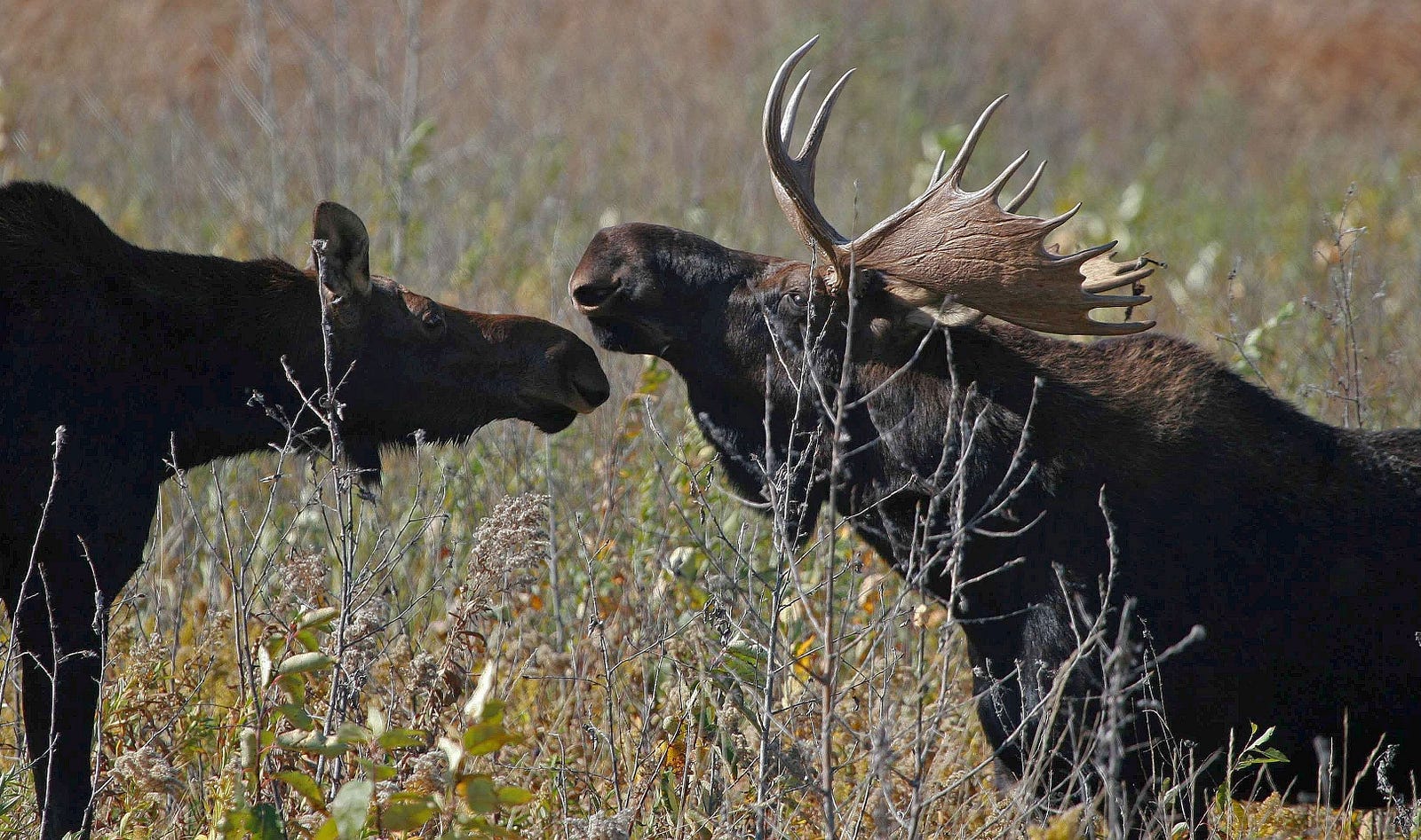 11 Facts About Antlers – Updates from the U.S. Fish and Wildlife ...