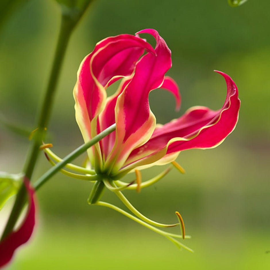 9 Most Expensive Flowers On The Flowers N Fruits Medium