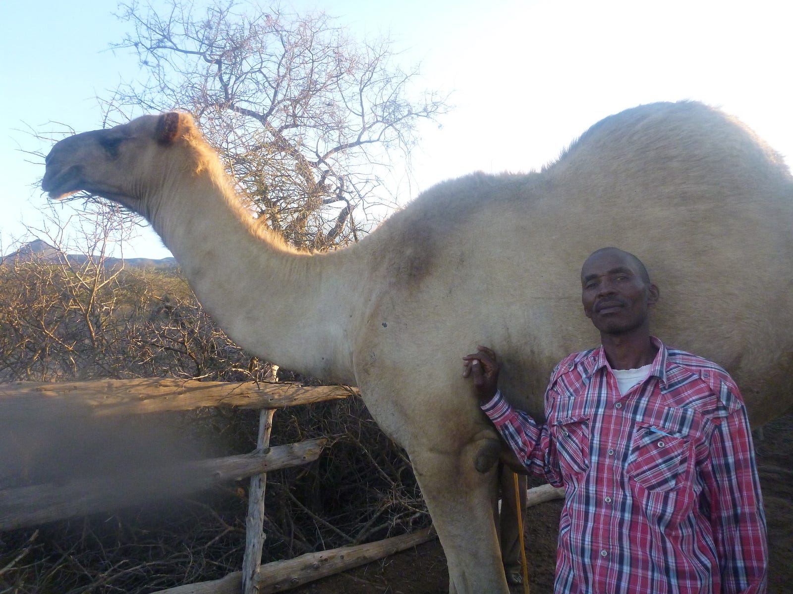 A Journey by Camel in Africa: A Tale of Spit, Bad Breath ...