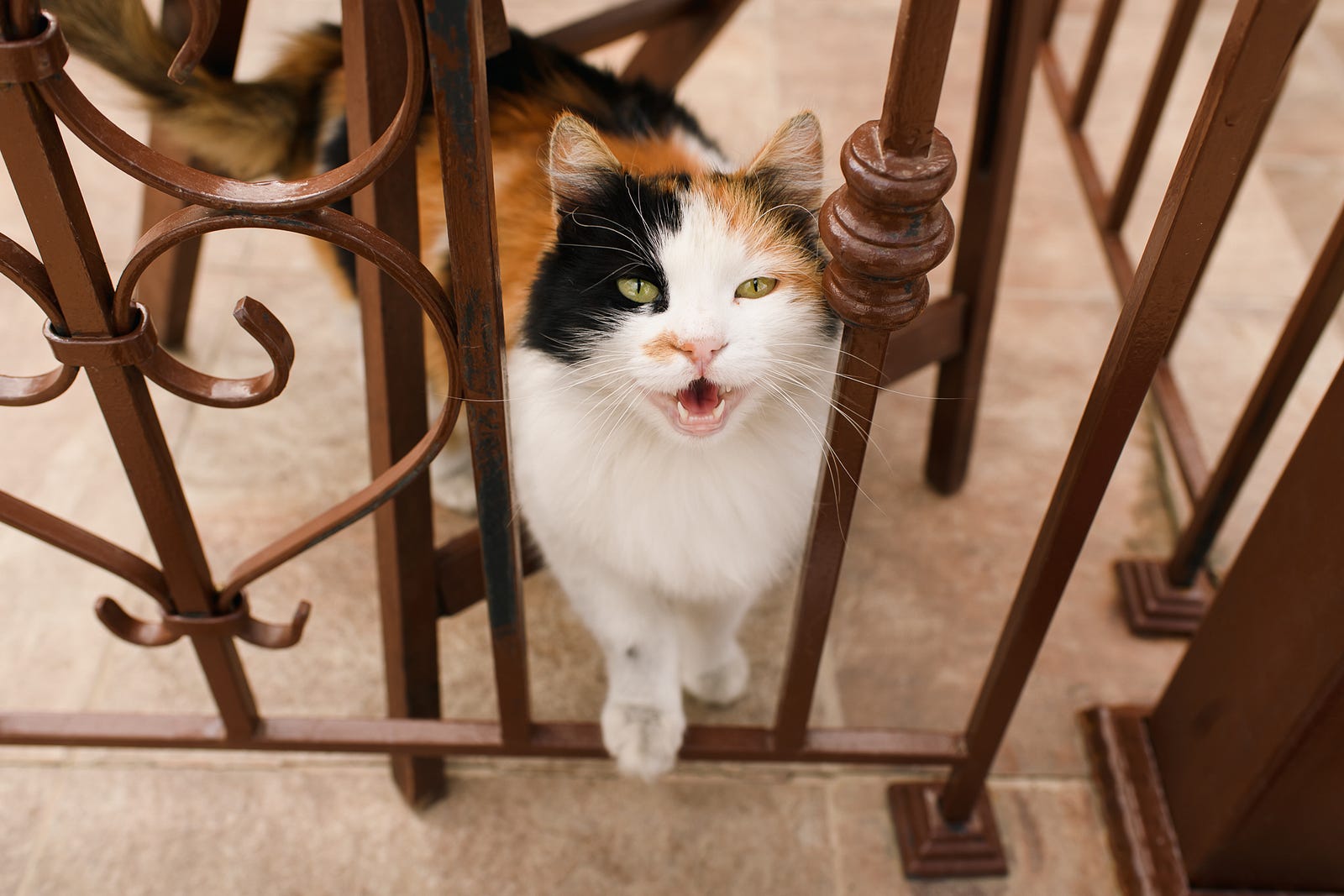A calico kitty steps gingerly onto a small fence, poking it’s head through and meowing for attention.
