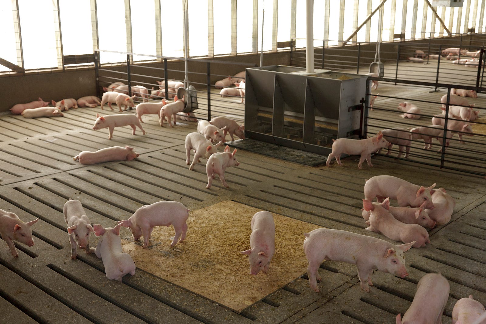 right-to-farm-law-does-not-apply-in-a-recent-north-carolina-hog-farm