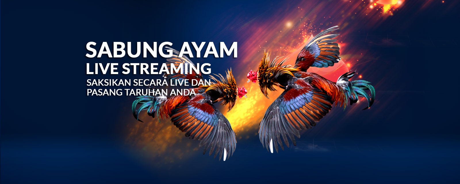 Hasil gambar untuk sabung ayam