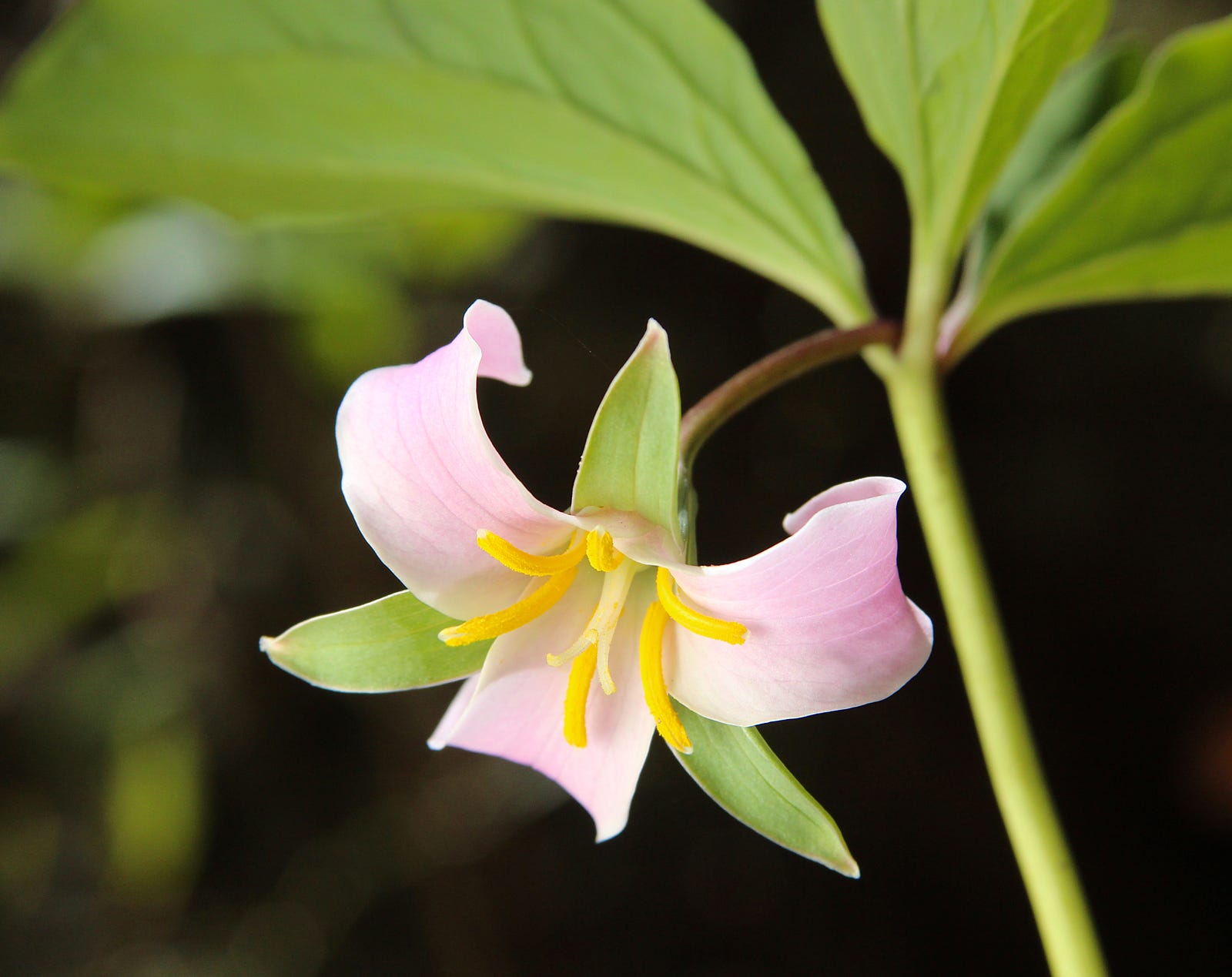 25 of the Most Beautiful Wildflowers in The Philipendium Medium
