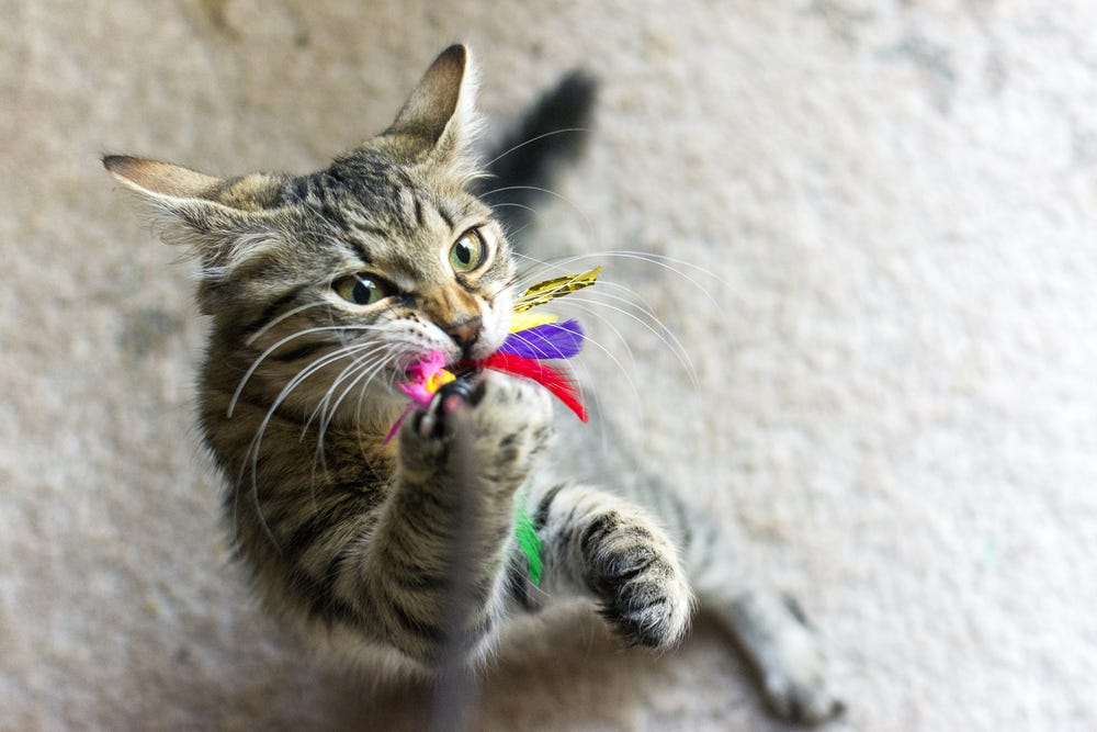 Cat playing