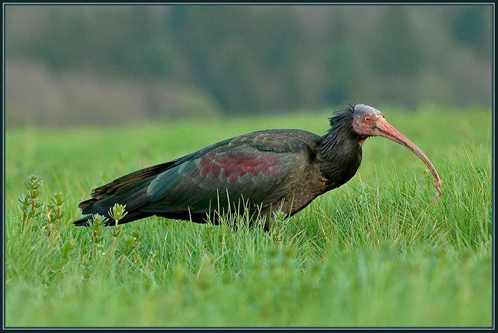 Ibis redibis nunquam peribis History fragments Medium