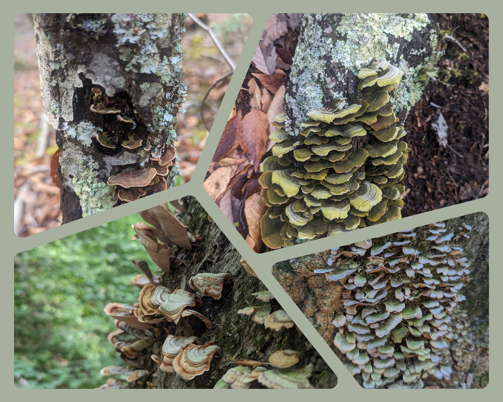 Turkey tail mushrooms are shown in different stages of coloring