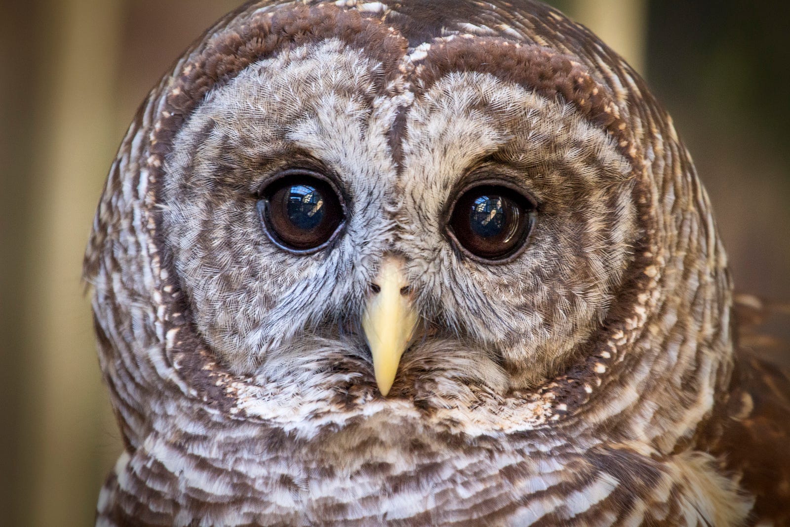 Barred Owl or Barn Owl? – Environmental Education – Medium