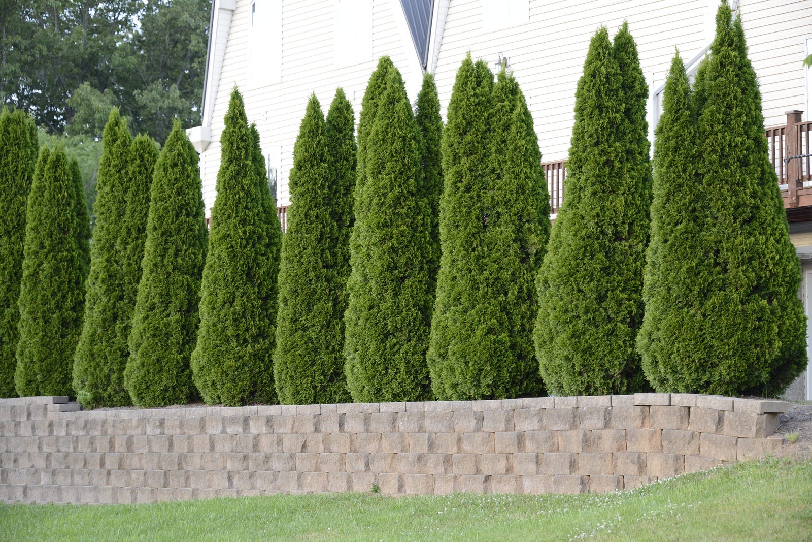 Emeralds Vs Green Giants: Dueling Thujas Competing For Your Garden