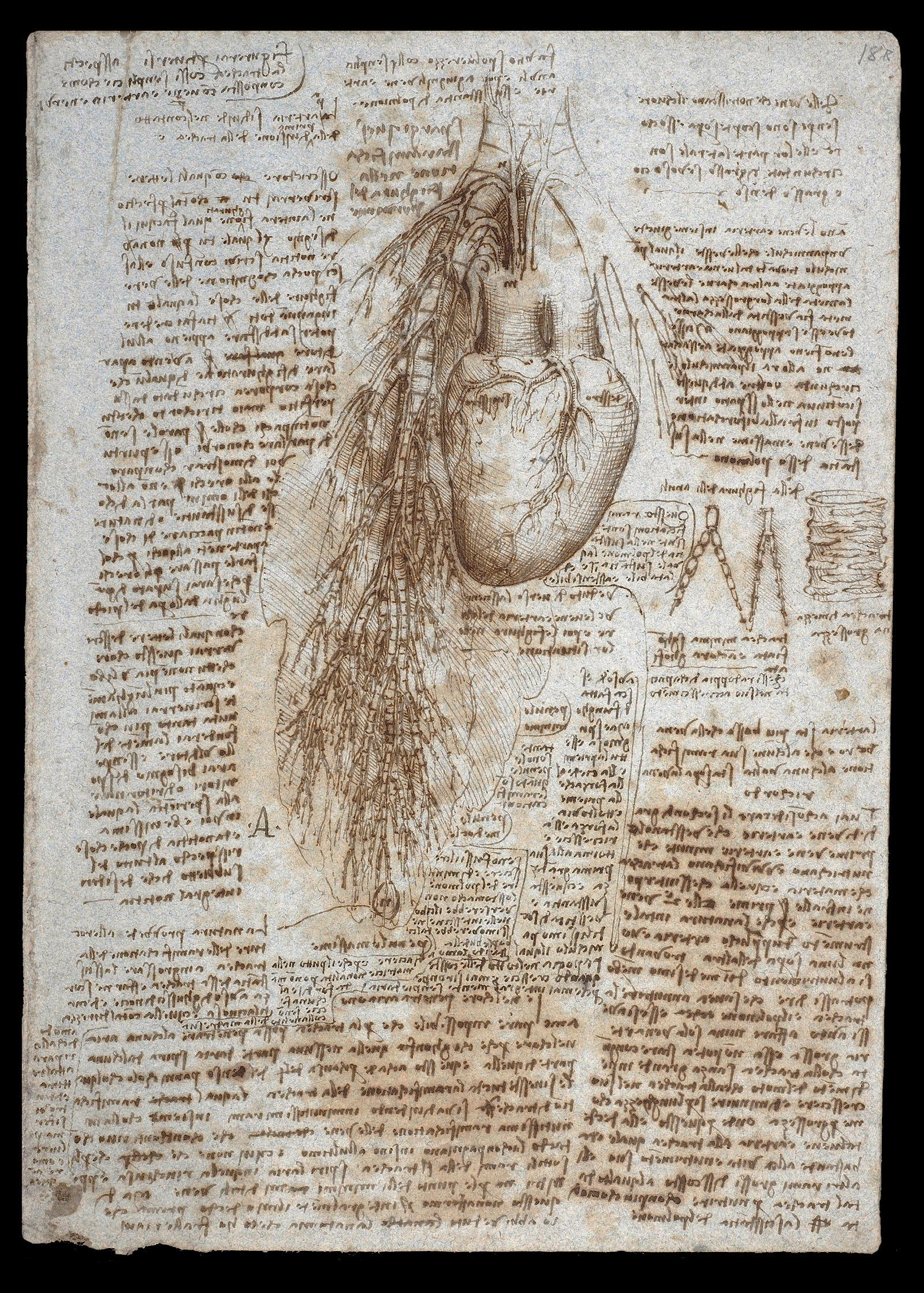 Anatomy, Round Two – Leonardo da Vinci – Medium