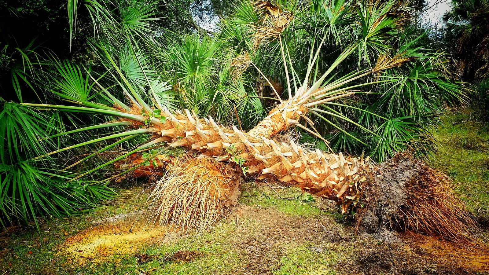 All You Need To Know About Yellowing Disease in Palm