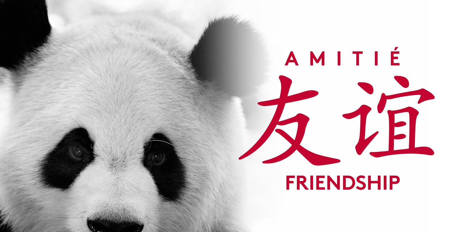 Nature’s playful ambassador of friendship: The peaceful panda