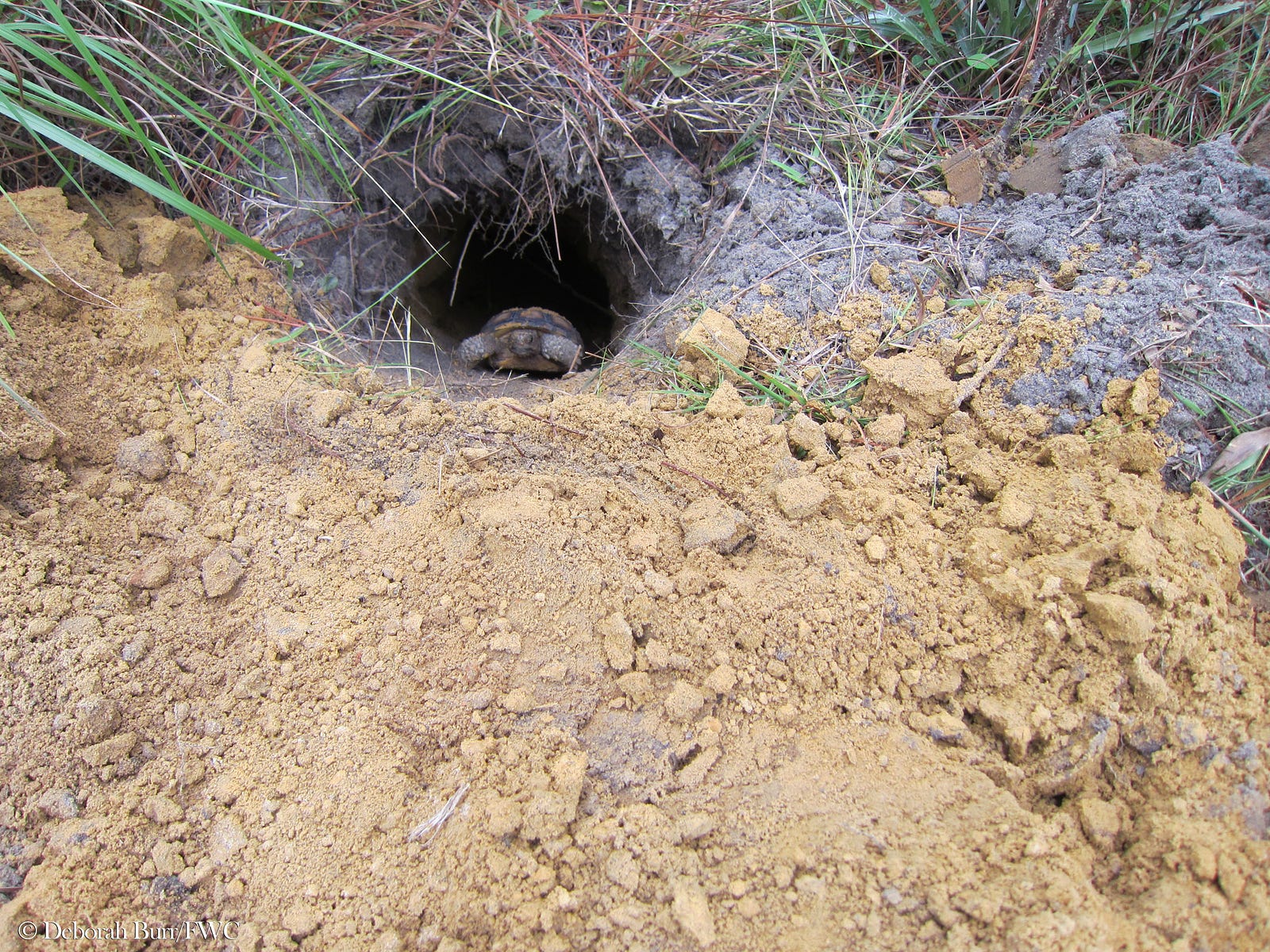 Happy Gopher Tortoise Day – Wild Without End – Medium