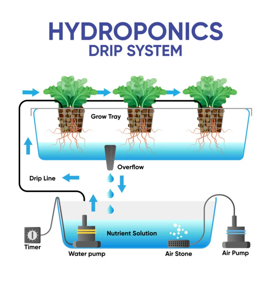 An diagram of how hydroponics works.