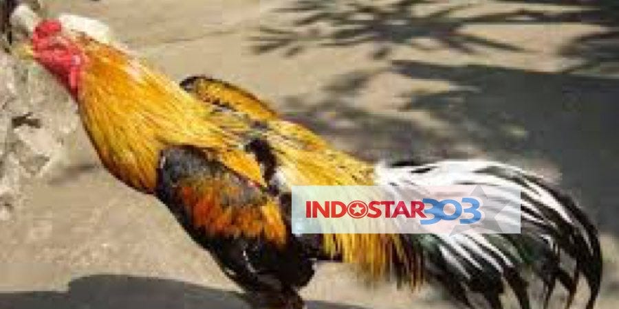 6 Warna Bulu Ayam Bangkok Bagus Untuk Bertempur - INDOSTAR ...