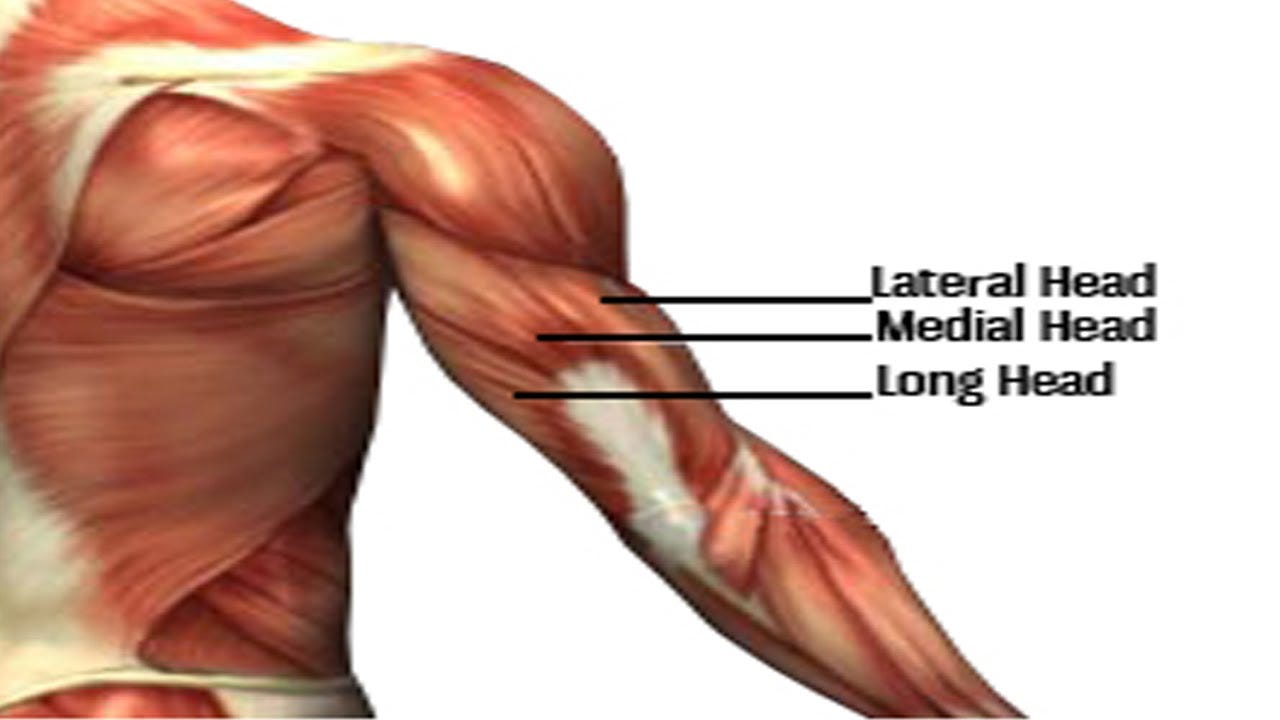 here-s-howe-reverse-grip-triceps-pushdown-russ-howe-pti-medium