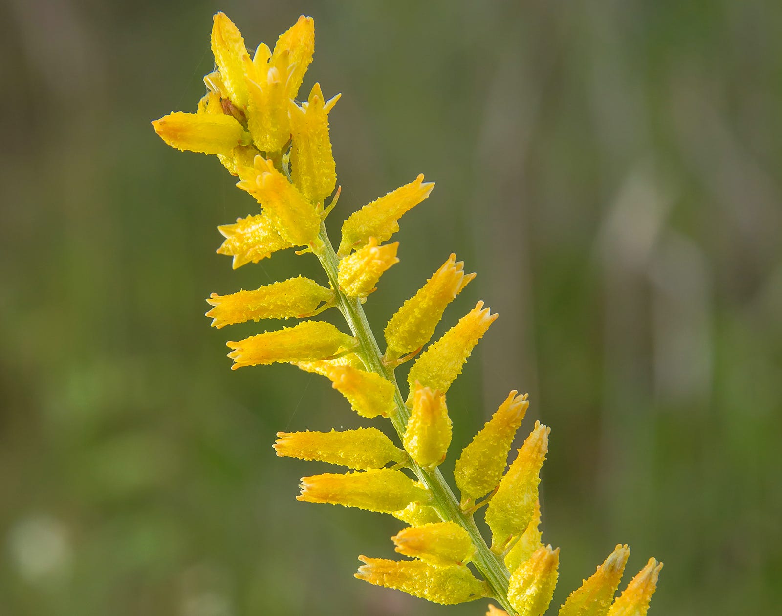 25 of the Most Beautiful Wildflowers in The Philipendium Medium