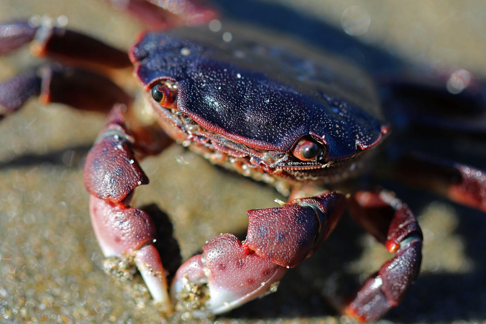 do-you-know-these-holiday-crabs-updates-from-the-u-s-fish-and