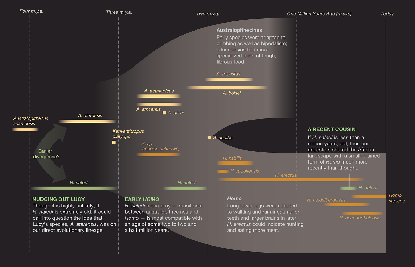 Visualizing Human Evolutionary Journey With Family Trees