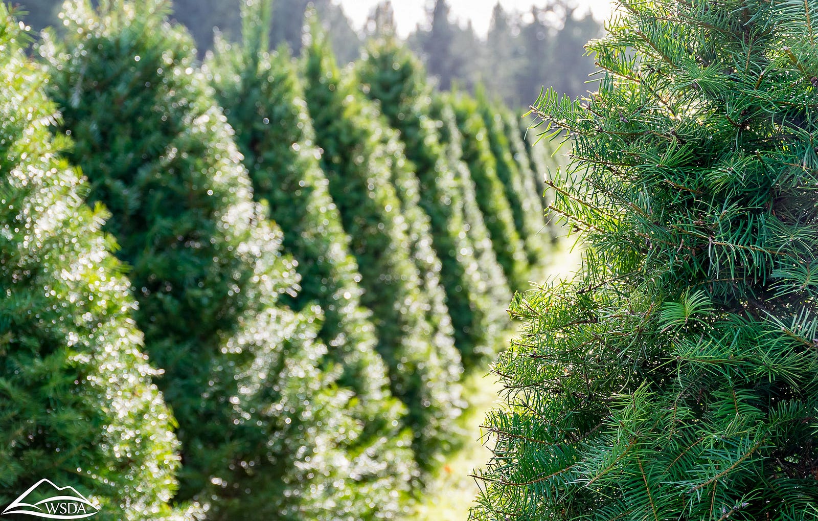 recycling christmas trees for wildlife fish and wildlife recycling christmas trees for wildlife fish and wildlife