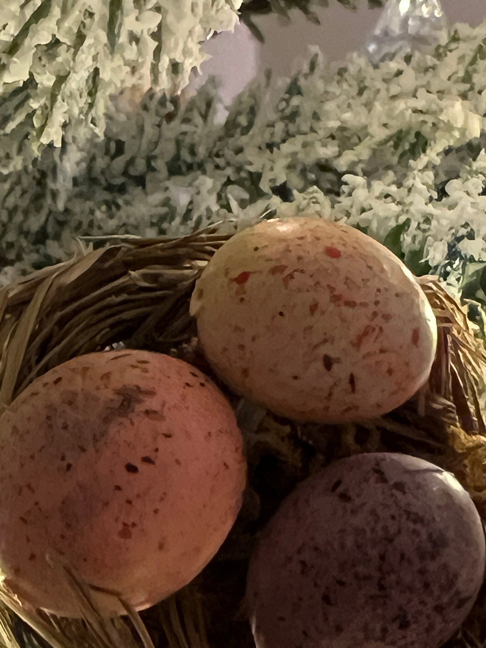 A birds nest of three eggs on the branch of a Christmas tree