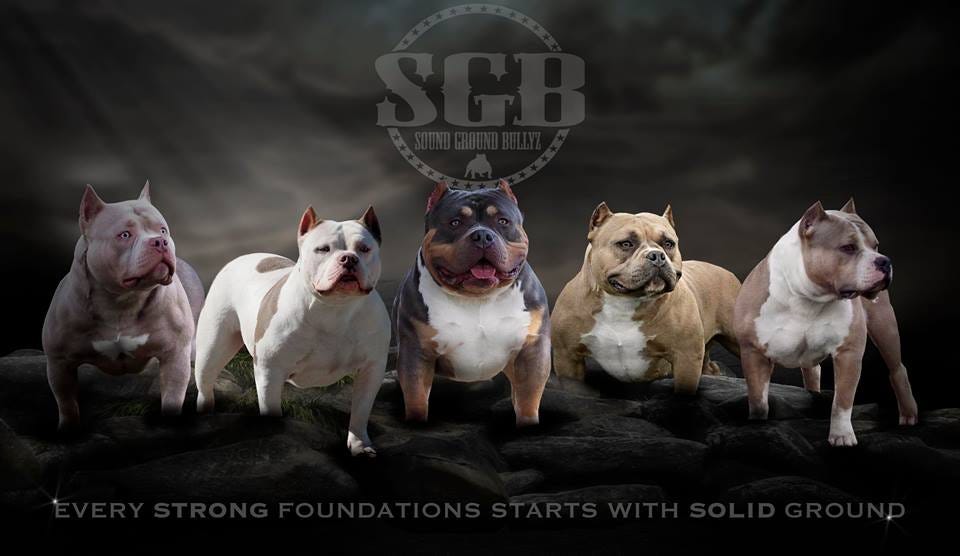 2017 BULLY KING Mascot Shamrock BULLY KING Magazine Medium