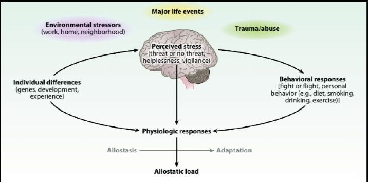 How Bipolar Disorder Is Affected by Ones Allostatic Load