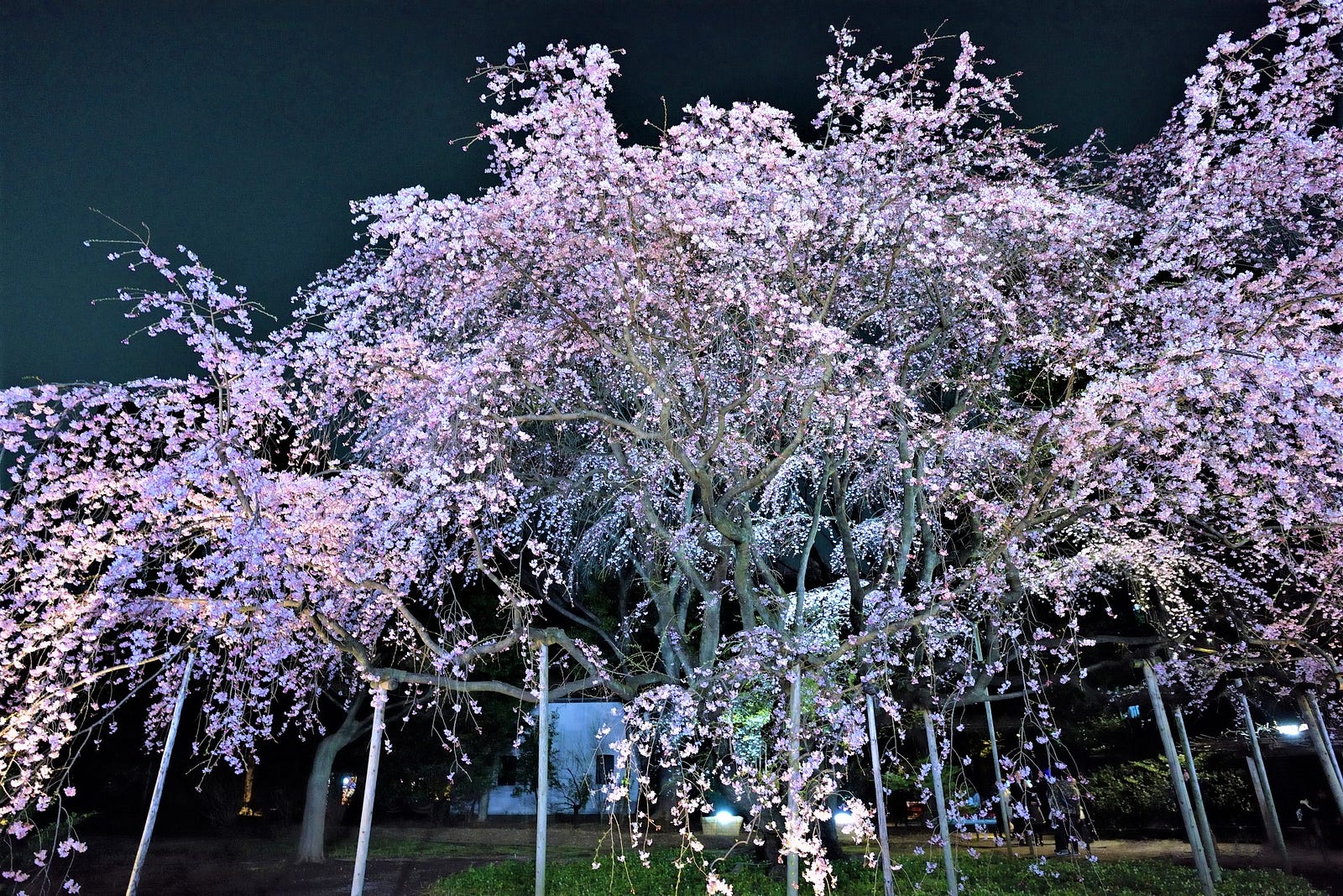 Rikugien Garden Cherry Blossoms 2019 – Japan Travel Guide -JW Web Magazine