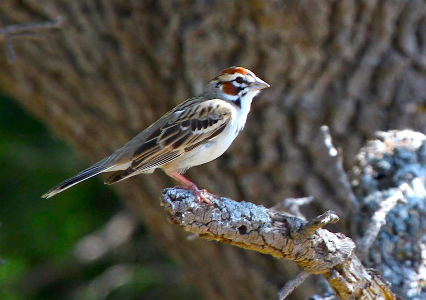 Noteworthy Birding Festivals of 2017 Updates from the U.S. Fish and