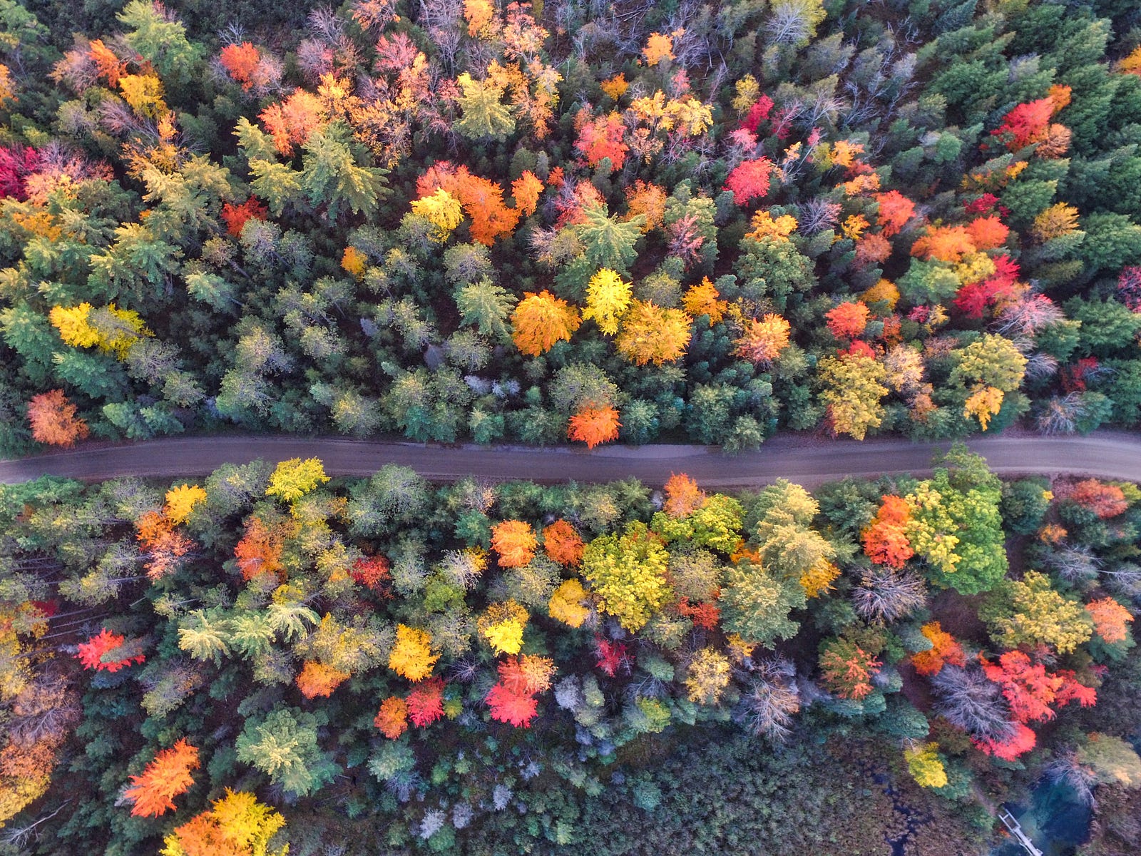 Advanced Vue.js concepts: mixins, custom directives, filters, transitions, and state management