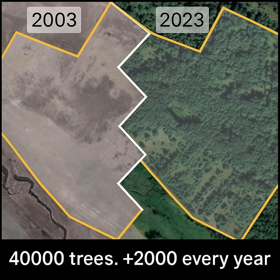 Tree planting Tartak