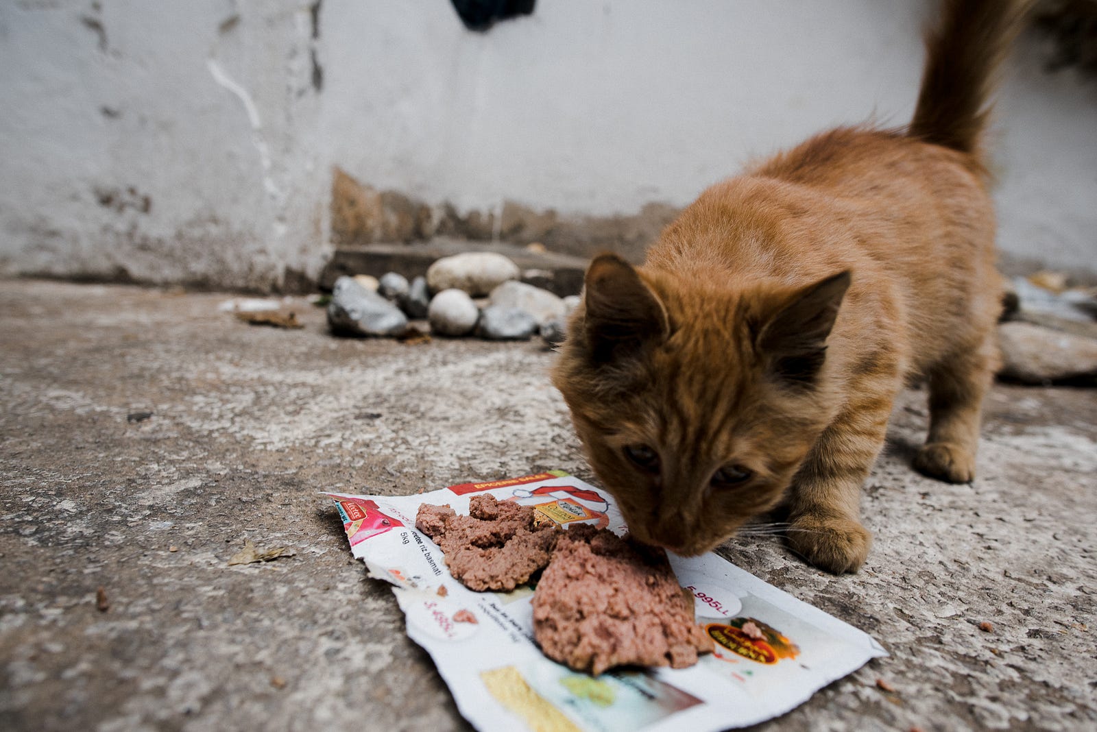 A young tabby cat pokes at soft food left on a piece of paper in the street.
