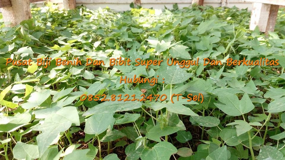 0812–1890–8795 WA, Penjual Bibit Buah Pepaya Calina Siap Tanam