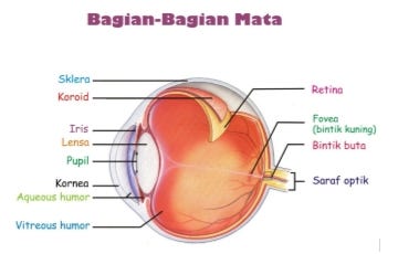 Tips Kesehatan Mata Analis Herbal Medium