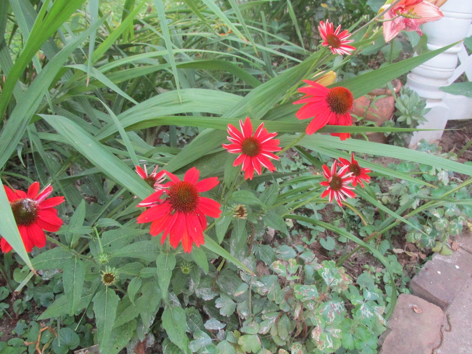 day 446 — red in the garden — haibun journey beauty each day