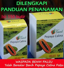 0812–1890–8795 WA, Alamat Penjual Benih Pepaya Calina Unggulan 0812–1890–8795 WA, Alamat Penjual Benih Pepaya Calina Unggulan