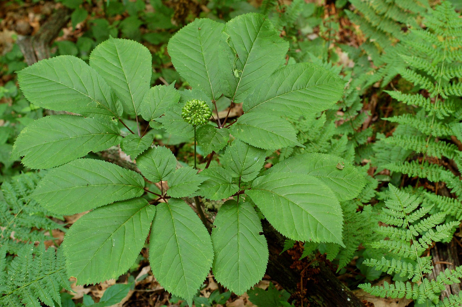 operation-root-cause-diggers-dealers-and-the-case-for-wild-ginseng