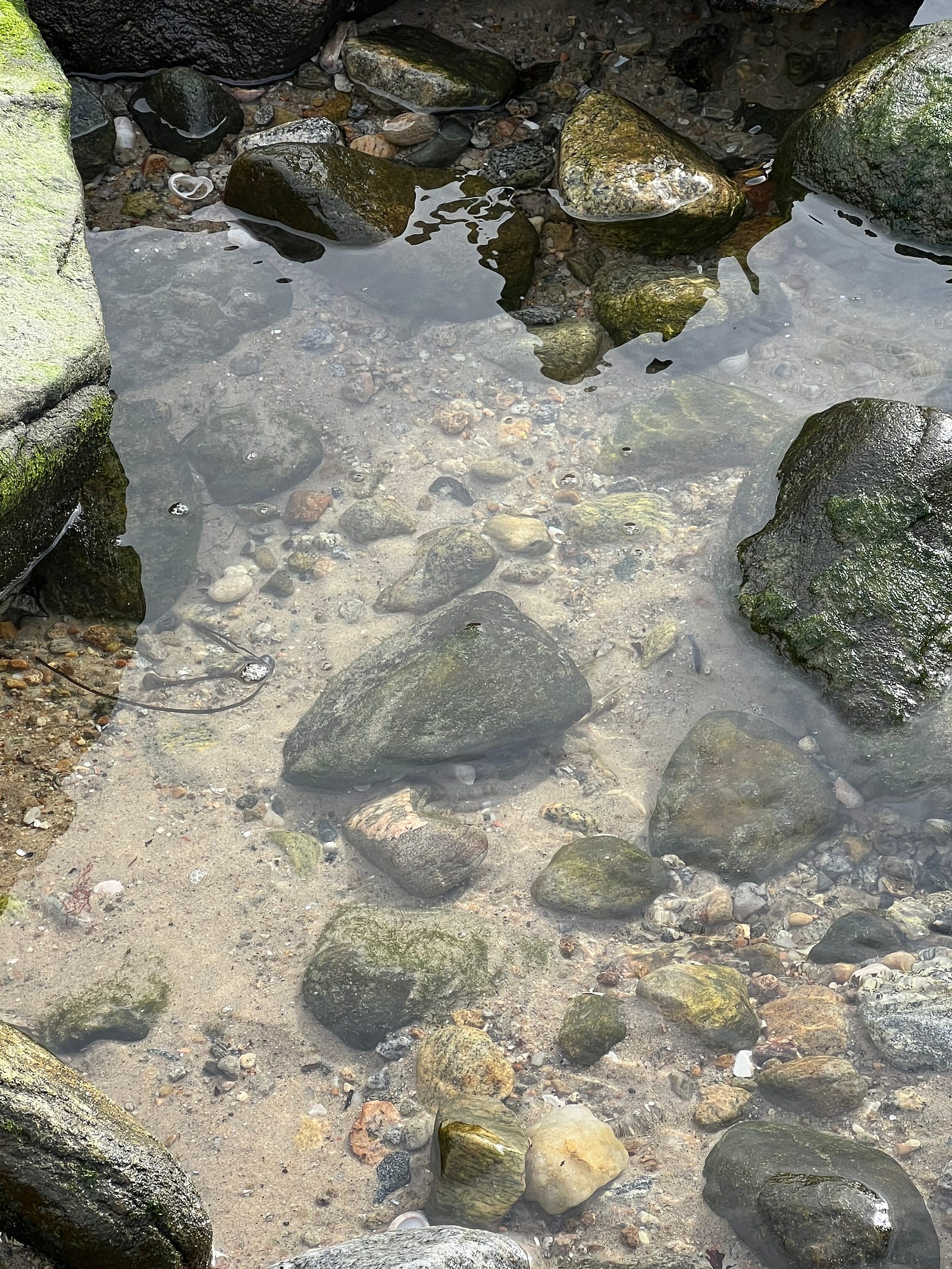 Photo of a tide pool on Long Island Sound. The waters are captured at a still moment through which the viewer can see the rocks, stones, sand, and shells of the tide pool. Photo by Ron Steed