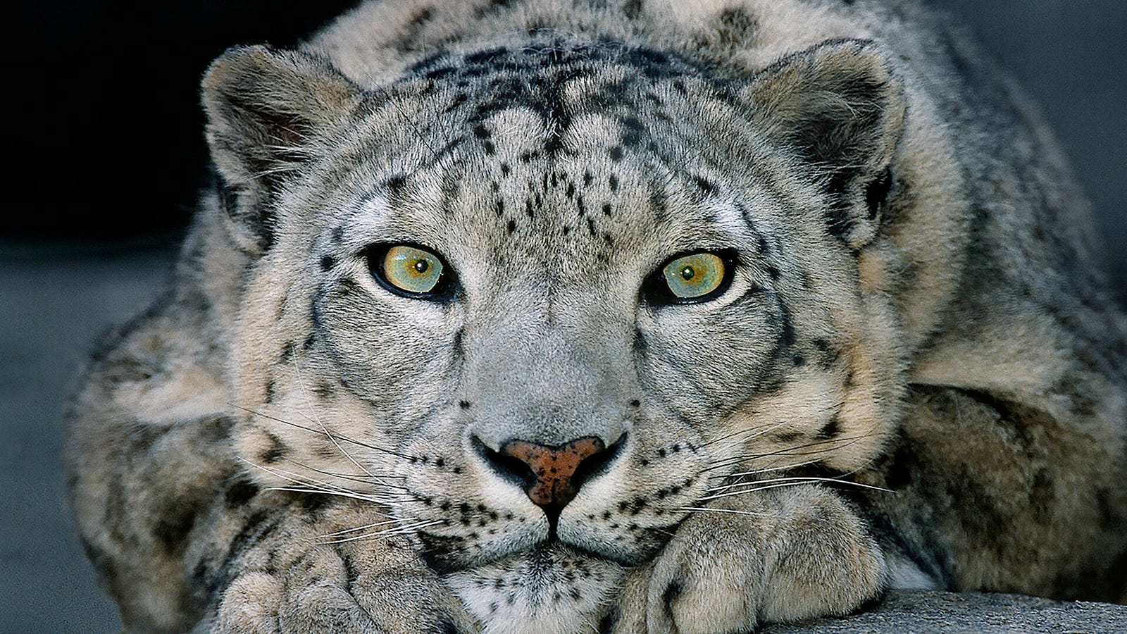 Genus And Species Of Snow Leopards