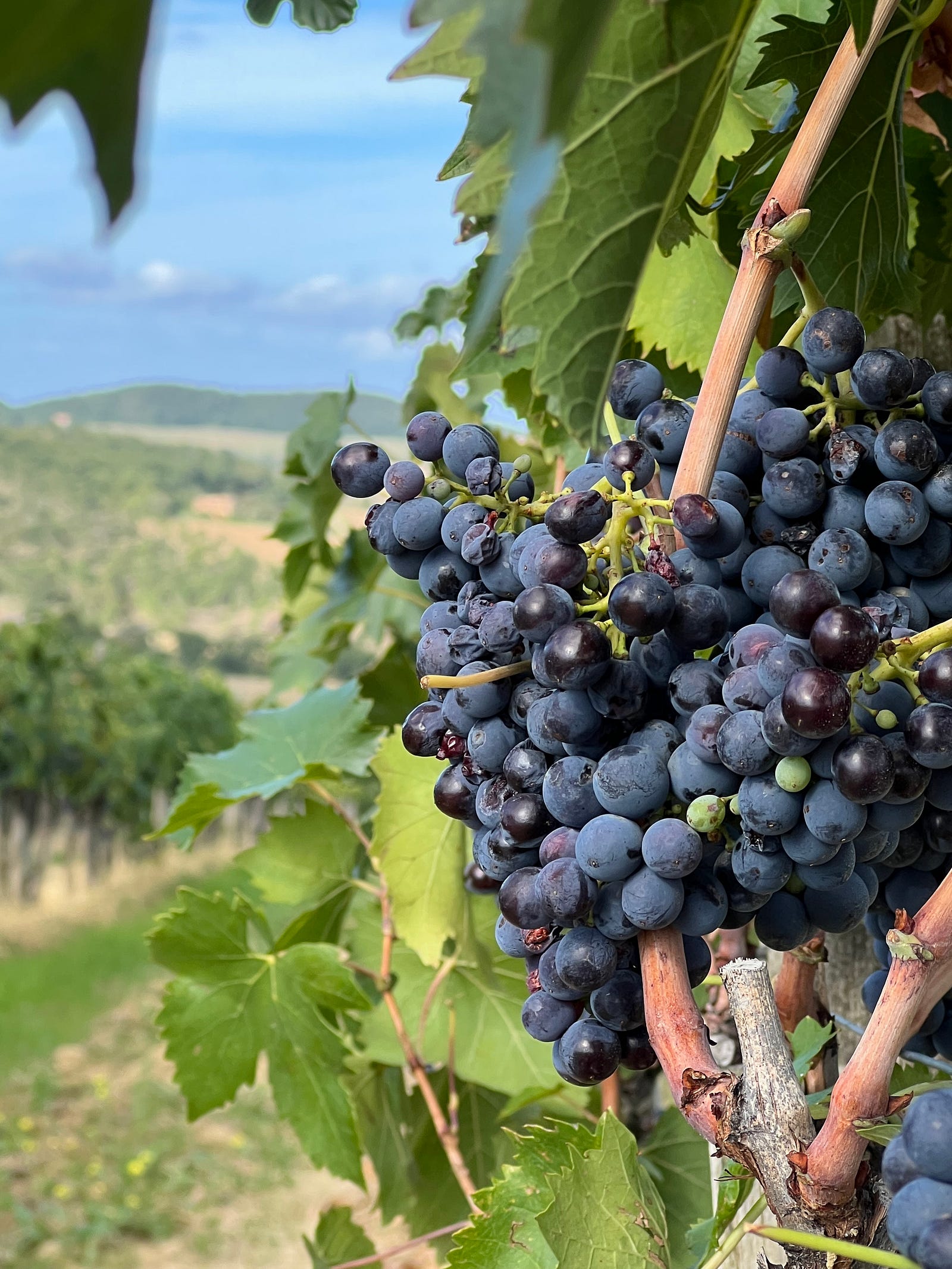 Photo of nearly ripe purple grapes on the vine in Tuscany.