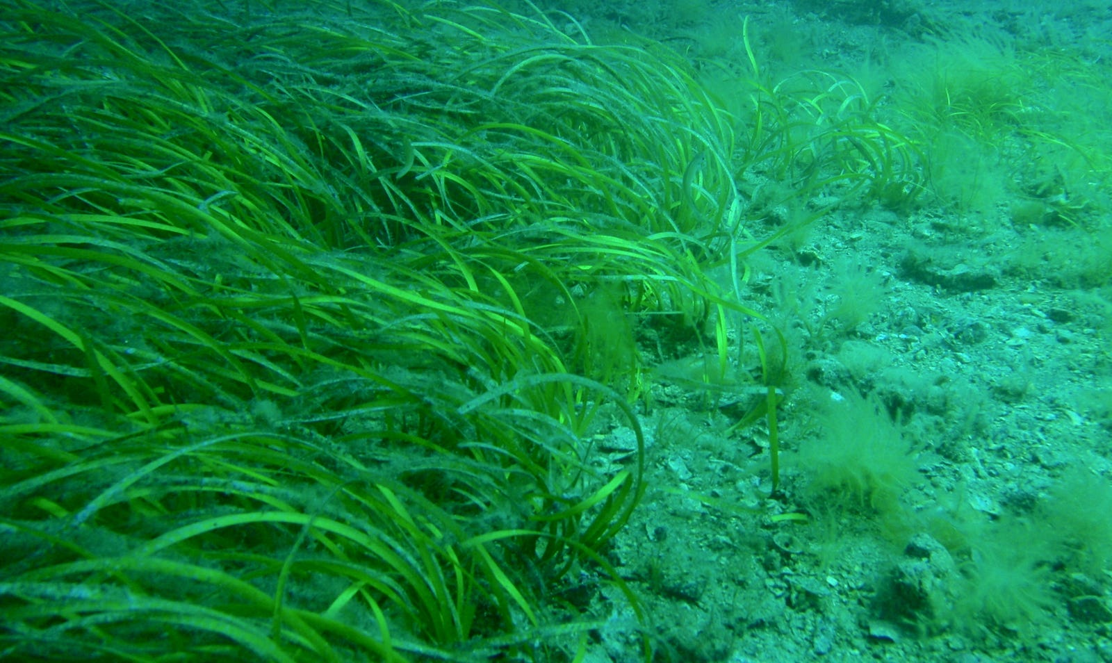 Seagrass loss