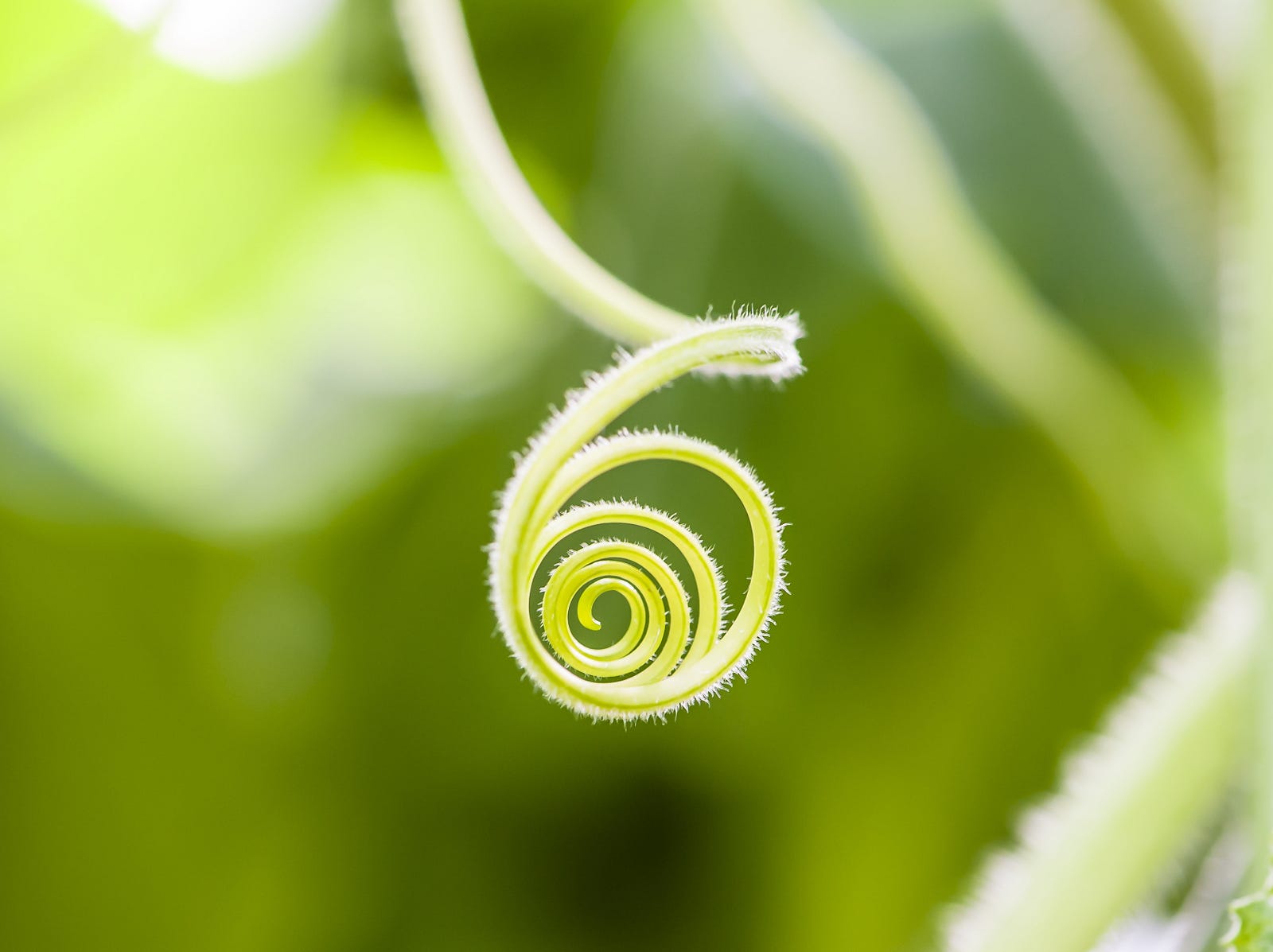 Biomimicry Design Ideas