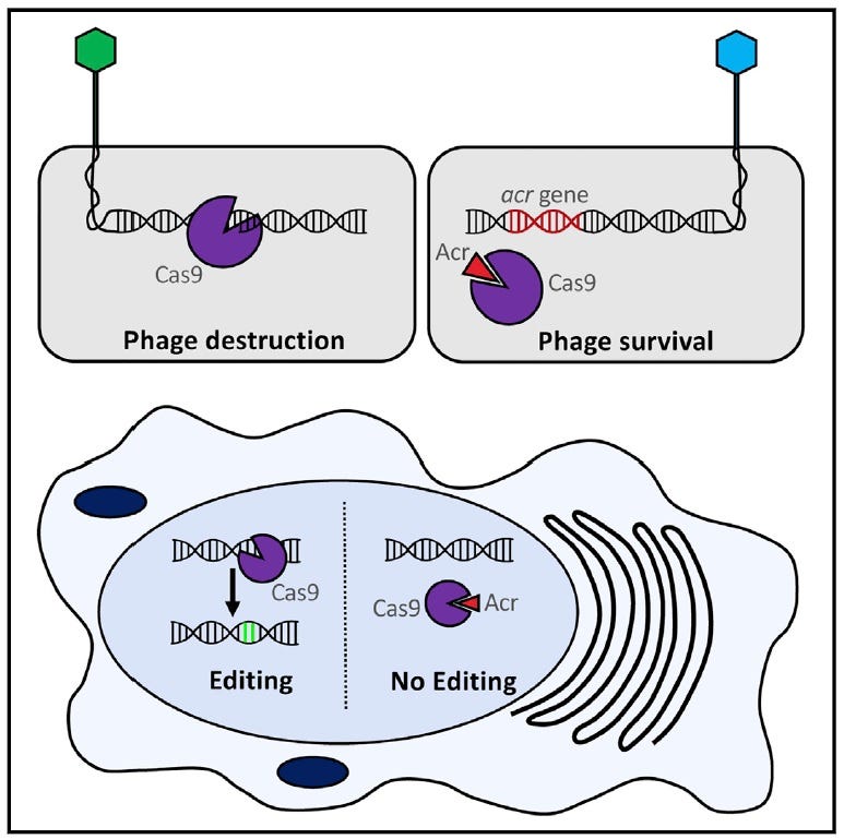 Phages Strike Back: Discovery Of Natural Occuring Off-switches For ...