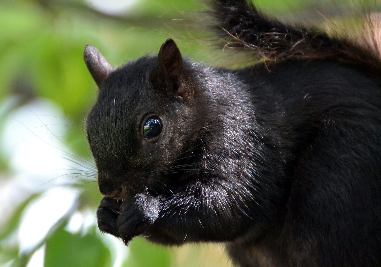 Black is the New Grey: Black Squirrels – Rock Creek Conservancy – Medium