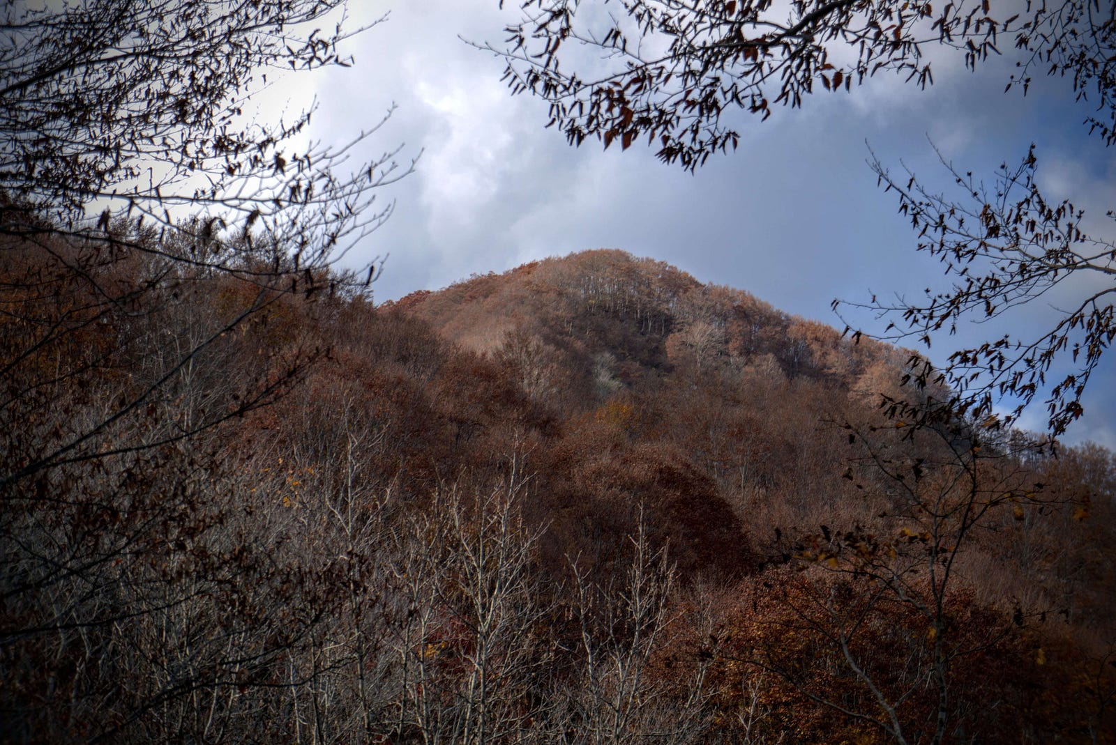A close-up of the summit of Mt. Hokari, featuring bald trees of brown about to completely lose their leaves