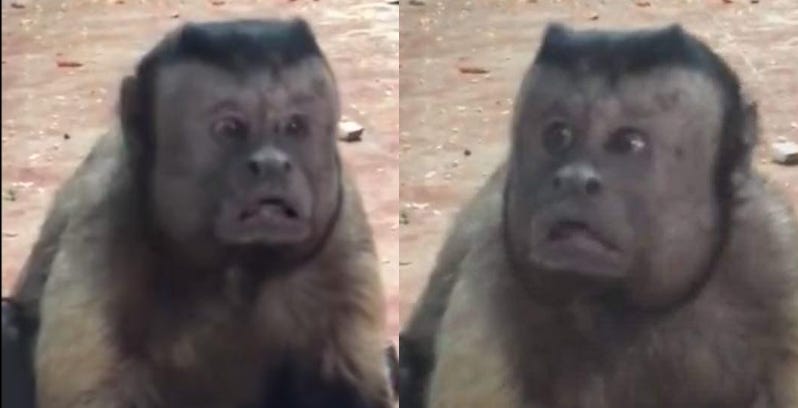This monkey with a remarkably human-like face is freaking ...