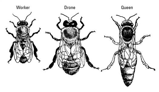 What is Polymorphism – David Rosson – Medium