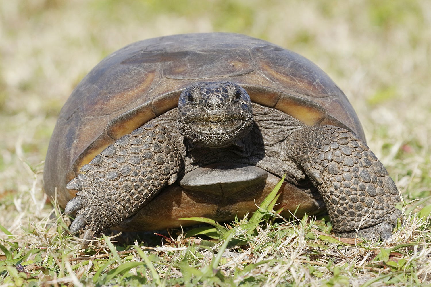 Fascinating Facts: Gopher Tortoise – Wildark Journal – Medium