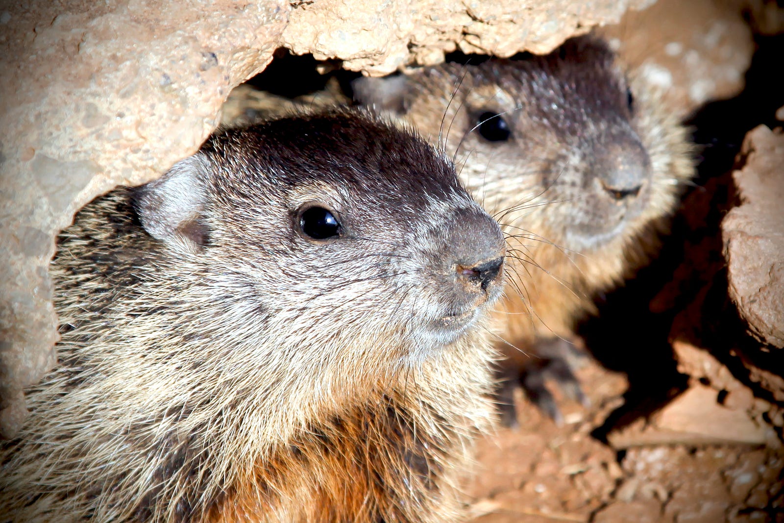 Fun Facts About Groundhogs – Updates from the U.S. Fish and Wildlife