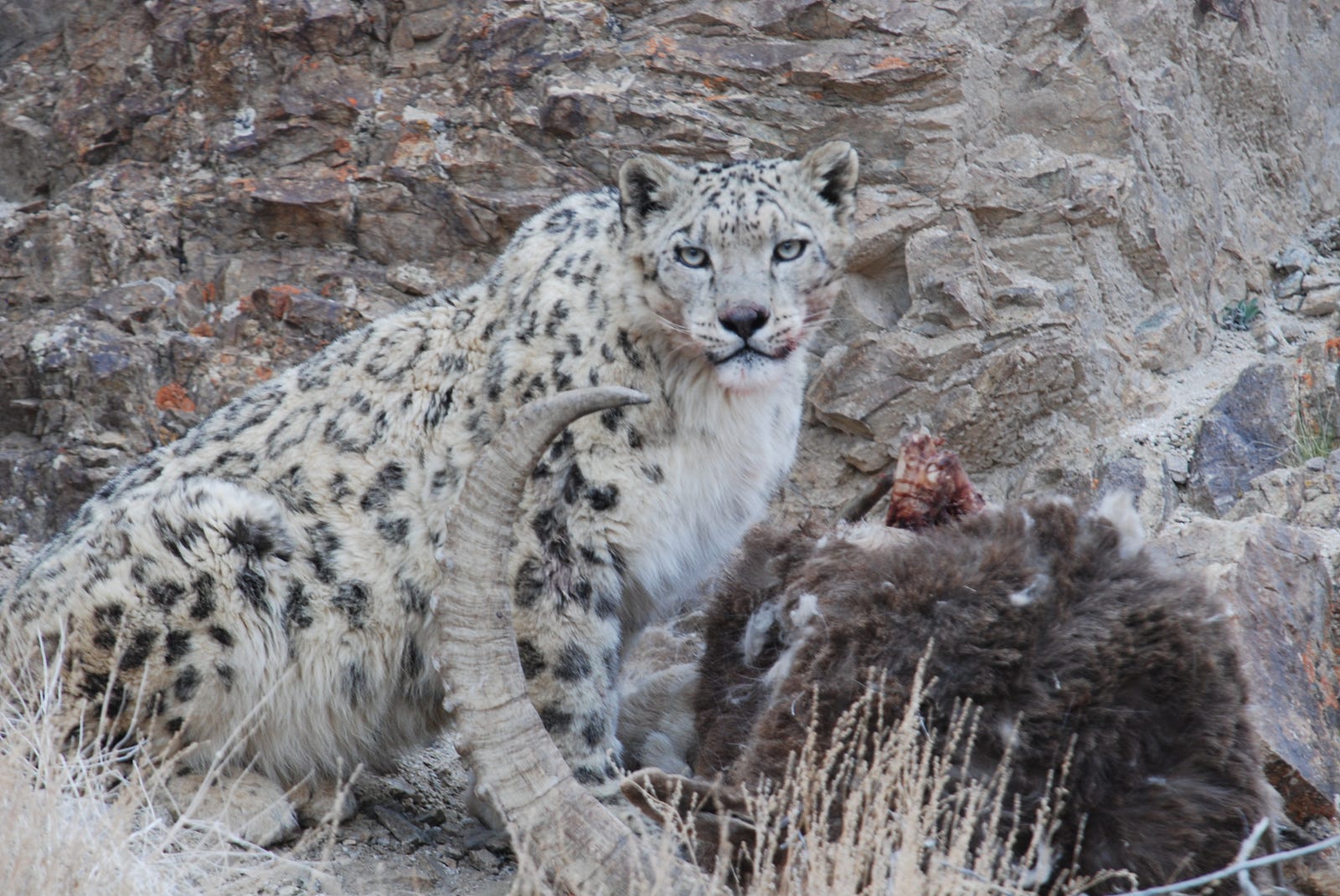 Have you met India’s Snow Leopard Man? – Grin