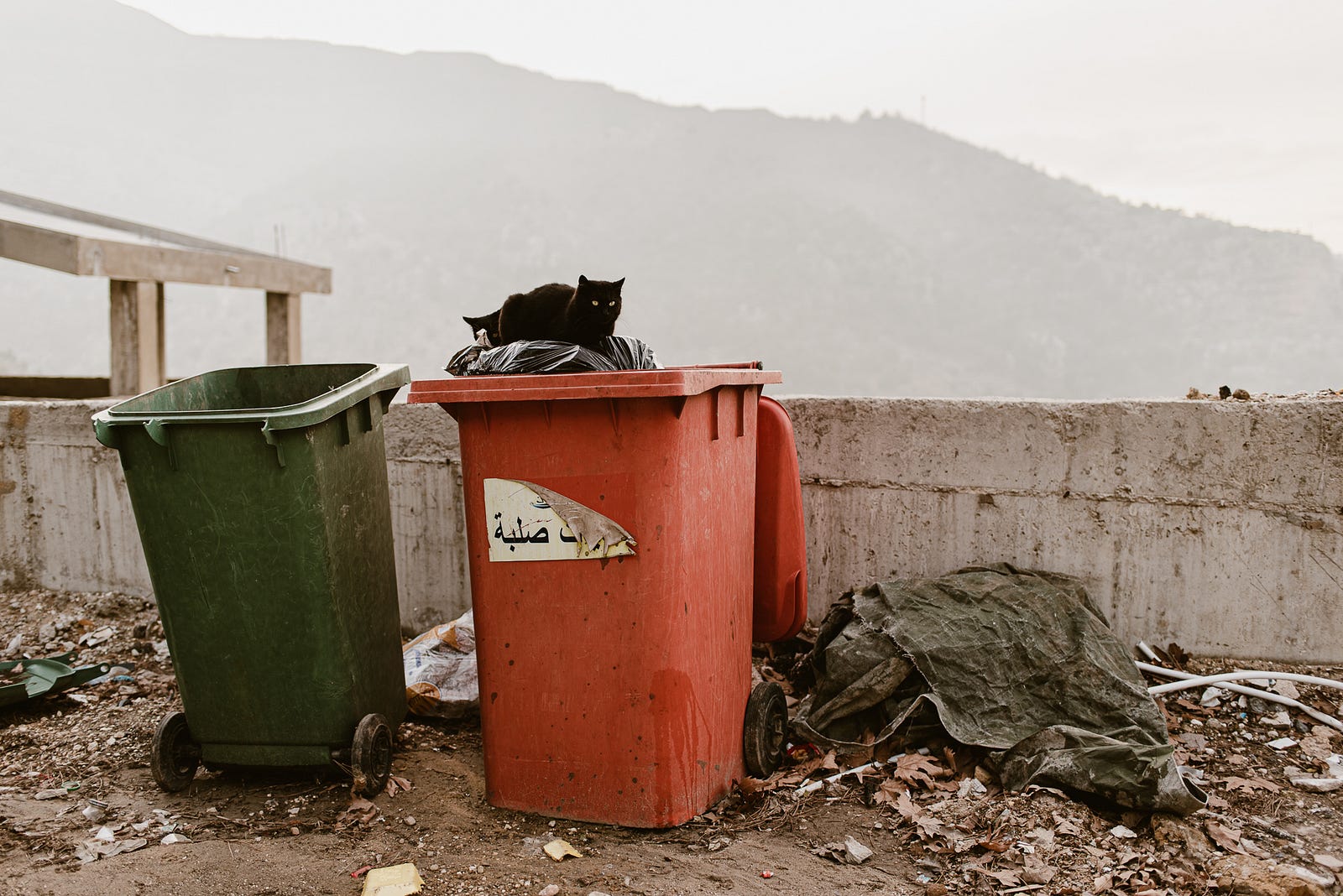 A black cat lounges on a sack of garbage in a dumpster overlooking the mountains.